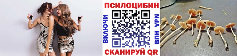 darknet формула наркотики Будённовск Псилоцибиновые грибы Cubensis